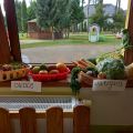 segregujemy warzywa i owoce do kącika warzywnego- degustacja, foto nr 3, 